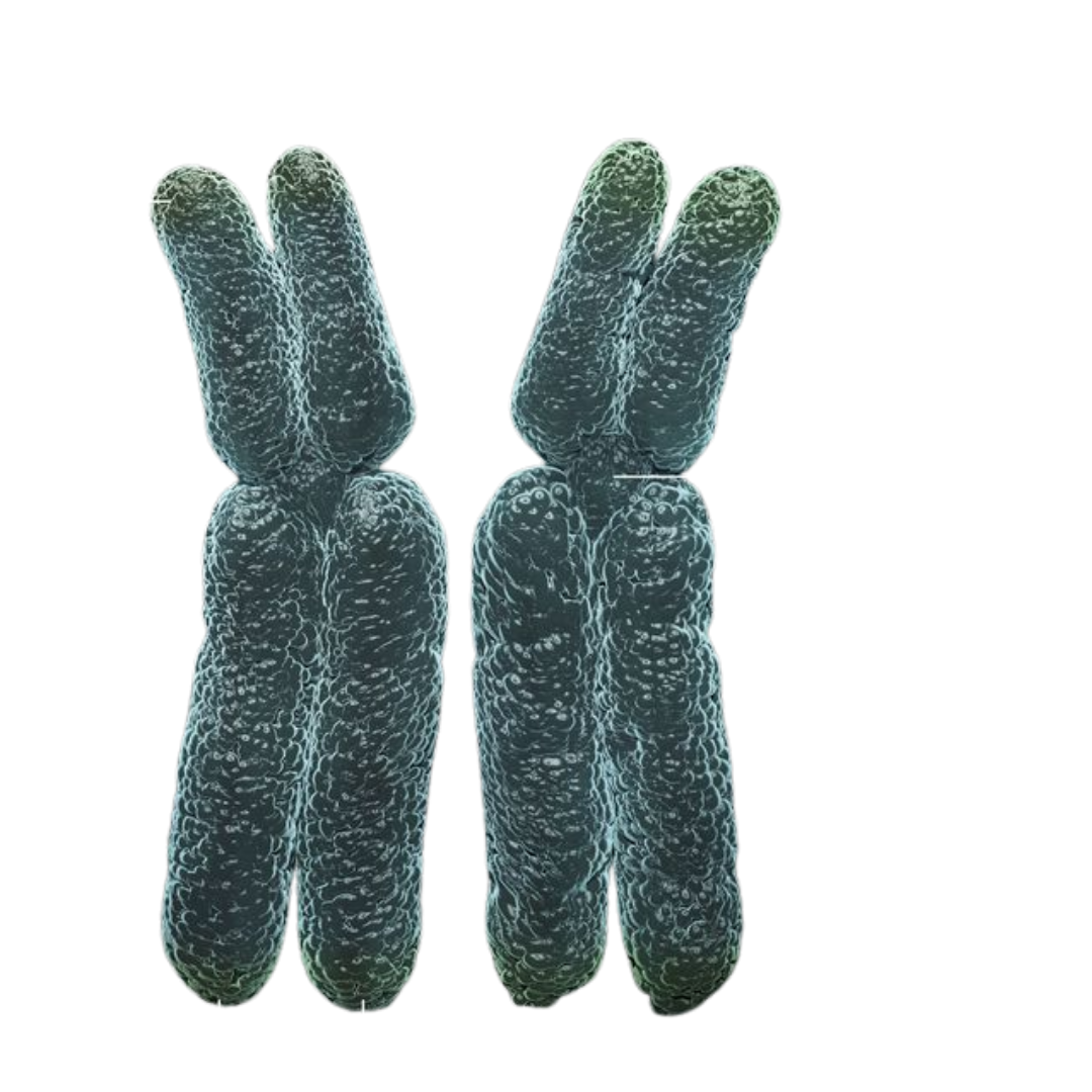 imagem de cromossomos 3d